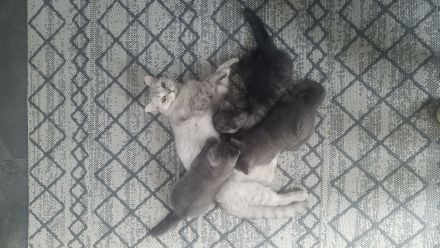 Reinrassige BKH Kitten