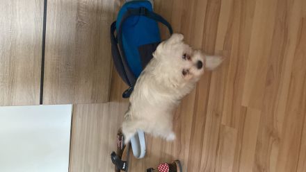 Malteser Welpen 🐶