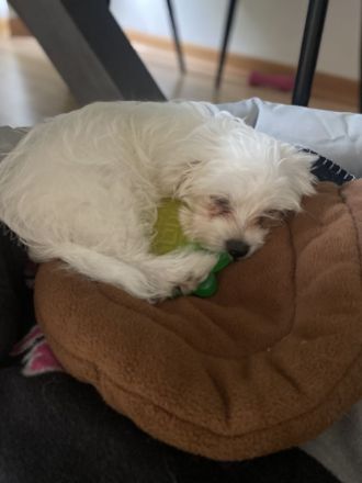 Malteser Welpen 🐶