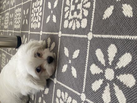 Malteser Welpen 🐶