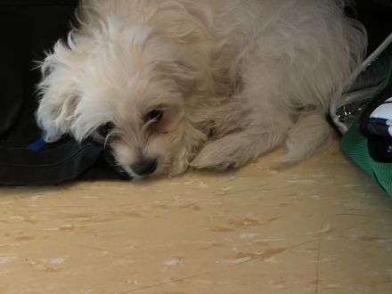 Malteser Welpen 🐶