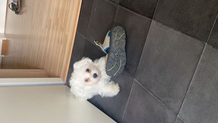 Malteser Welpen 🐶