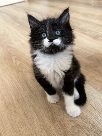Maine Coon Kitten Katzenbabys