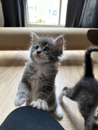 Maine Coon Kitten Katzenbabys