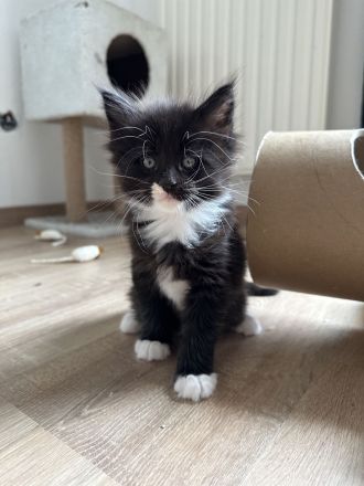 Maine Coon Kitten Katzenbabys