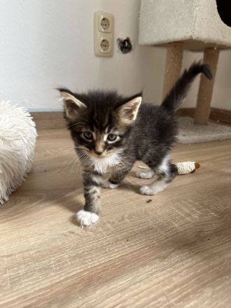 Maine Coon Kitten Katzenbabys