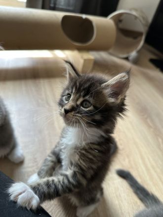 Maine Coon Kitten Katzenbabys