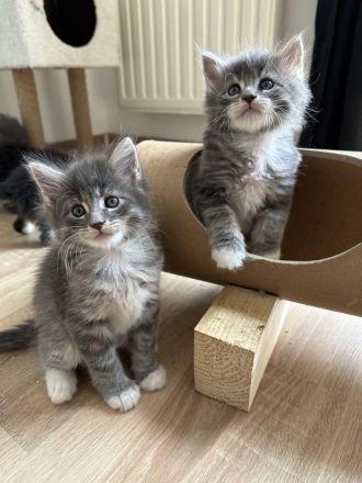 Maine Coon Kitten Katzenbabys
