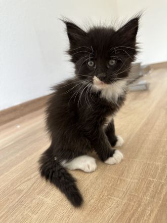 Maine Coon Kitten Katzenbabys