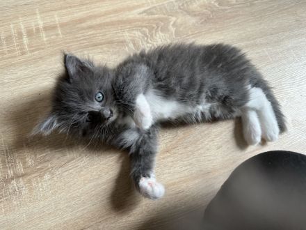Maine Coon Kitten Katzenbabys