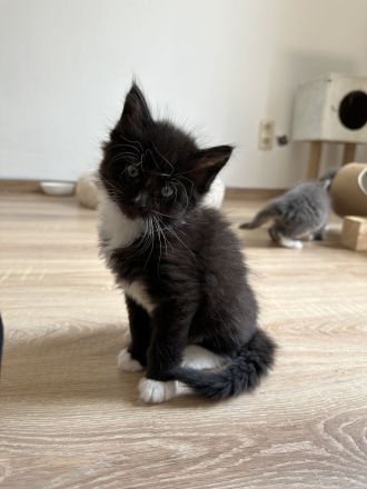 Maine Coon Kitten Katzenbabys
