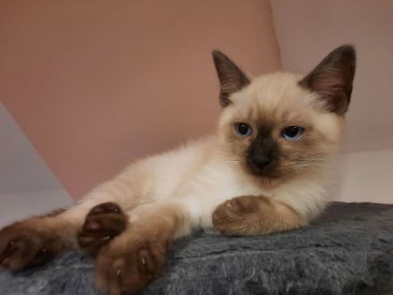 Katerchen  suchen  ein Zuhause