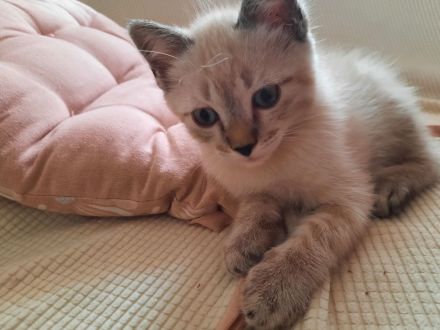 Katerchen  suchen  ein Zuhause