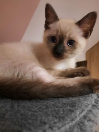 Katerchen  suchen  ein Zuhause