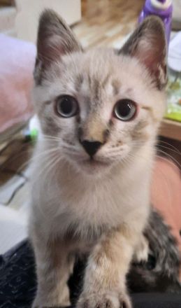 Katerchen  suchen  ein Zuhause