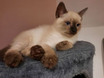 Katerchen  suchen  ein Zuhause