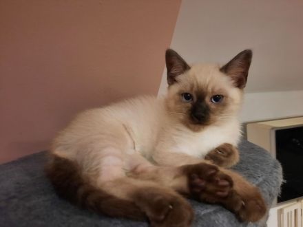 Katerchen  suchen  ein Zuhause