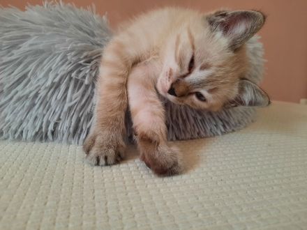 Katerchen  suchen  ein Zuhause