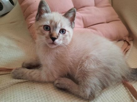 Katerchen  suchen  ein Zuhause