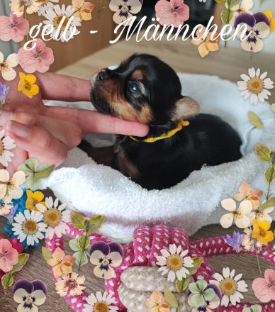 Yorkshire Terrier Welpen