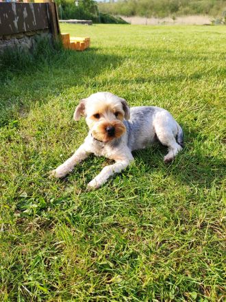 Yorkshire Terrier Welpen