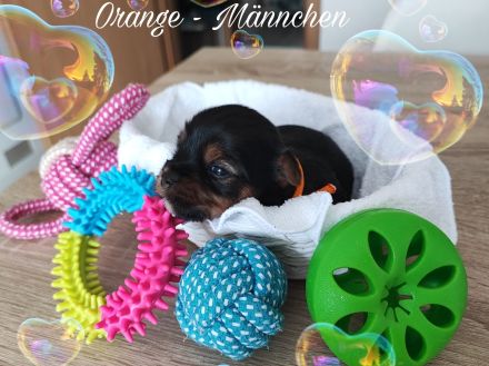 Yorkshire Terrier Welpen