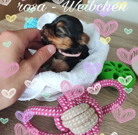 Yorkshire Terrier Welpen