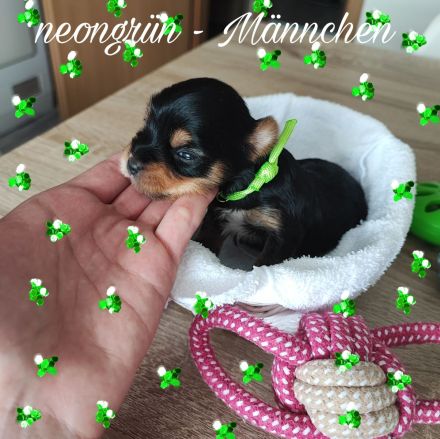 Yorkshire Terrier Welpen