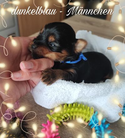 Yorkshire Terrier Welpen