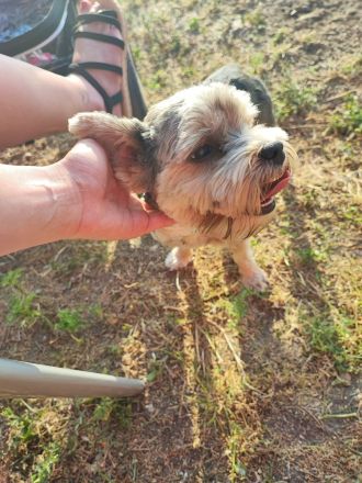Yorkshire Terrier Welpen