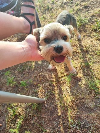 Yorkshire Terrier Welpen