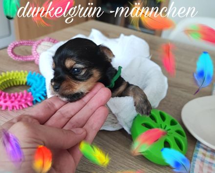Yorkshire Terrier Welpen