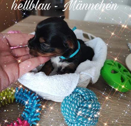 Yorkshire Terrier Welpen