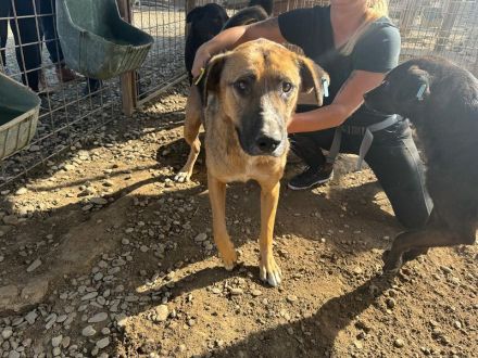 Kasper 4-jähriger, netter Rüde, 60 cm, wird ein super netter Begleiter