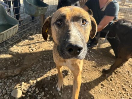 Kasper 4-jähriger, netter Rüde, 60 cm, wird ein super netter Begleiter