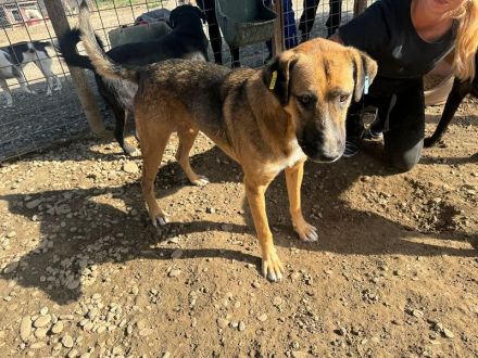 Kasper 4-jähriger, netter Rüde, 60 cm, wird ein super netter Begleiter