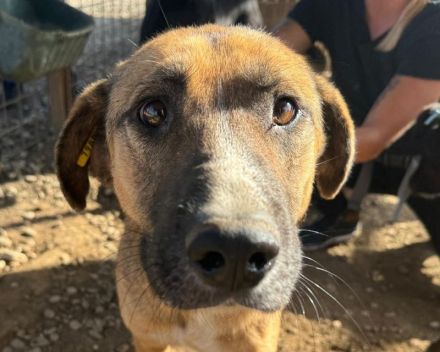 Kasper 4-jähriger, netter Rüde, 60 cm, wird ein super netter Begleiter