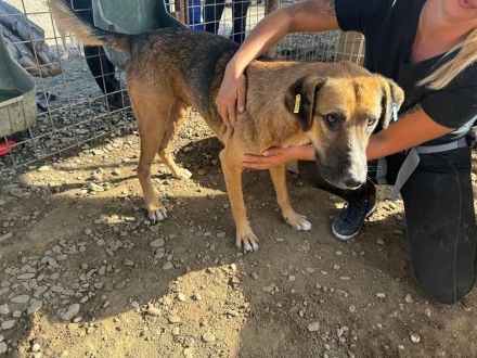 Kasper 4-jähriger, netter Rüde, 60 cm, wird ein super netter Begleiter