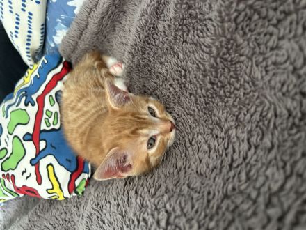 3 rote BKH katerchen suchen ab 07.07.