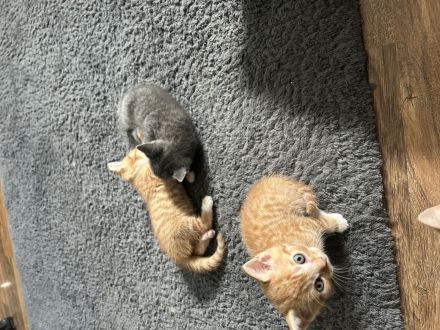 3 rote BKH katerchen suchen ab 07.07.