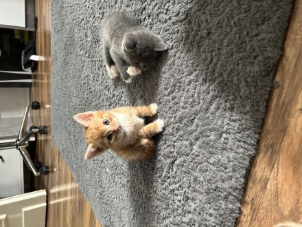 3 rote BKH katerchen suchen ab 07.07.