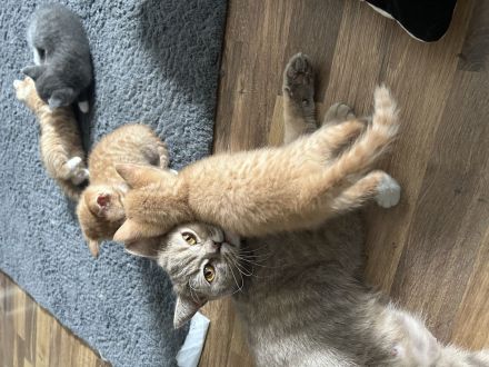 3 rote BKH katerchen suchen ab 07.07.