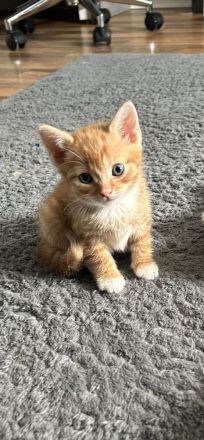 3 rote BKH katerchen suchen ab 07.07.