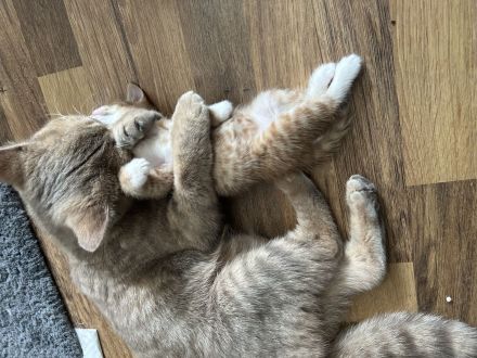 3 rote BKH katerchen suchen ab 07.07.