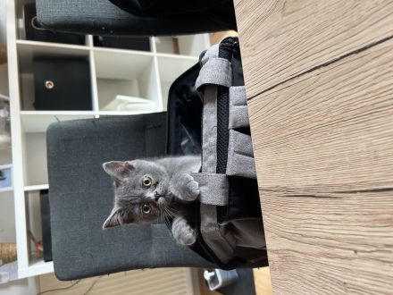 BKH/BLH Kitten (männlich) ab sofort abzugeben