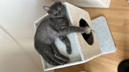 BKH/BLH Kitten (männlich) ab sofort abzugeben