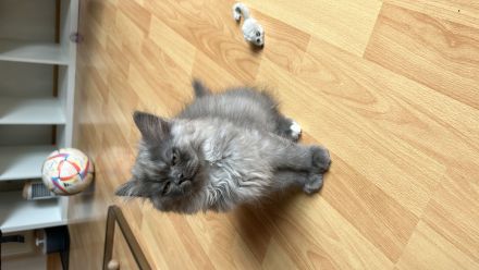 BKH/BLH Kitten (männlich) ab sofort abzugeben