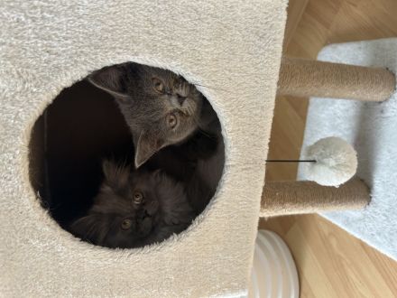 BKH/BLH Kitten (männlich) ab sofort abzugeben