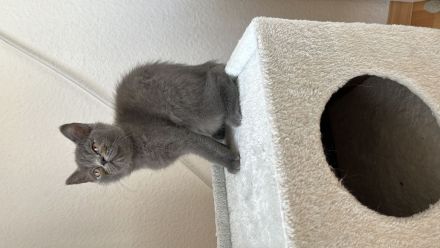 BKH/BLH Kitten (männlich) ab sofort abzugeben