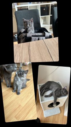 BKH/BLH Kitten (männlich) ab sofort abzugeben